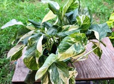 tropical pot plants for sale tropical pot plants for sale Hollywood