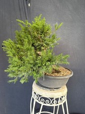 Eibe bonsai prebonsai gebraucht kaufen  Wettstetten