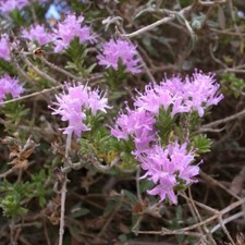 Graines thymbra capitata d'occasion  Sabres