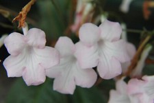 Streptocarpus pink mist for sale  MAIDENHEAD