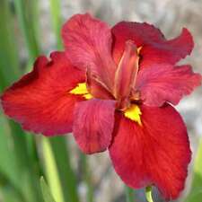 Iris louisiana ann for sale  MARKET RASEN