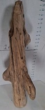 Driftwood pine taxidermy for sale  Brookwood
