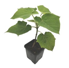 Paulownia z07 plants d'occasion  Cahors