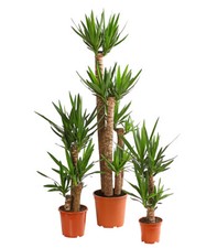 Yucca palme palmlilie gebraucht kaufen  Rain