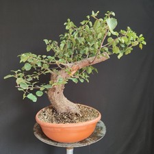 Pre bonsai esemplare usato  San Pancrazio Salentino