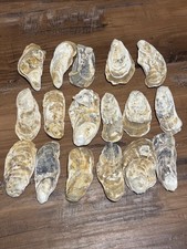 Oyster shells flat for sale  Edinburg