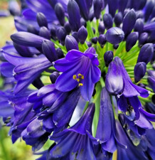 Agapanthus intermedius african for sale  BALLYMENA