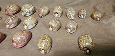 Seashells cypraia mappa for sale  Warner Robins