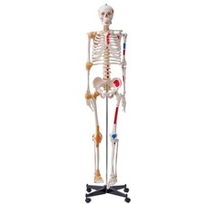 Vevor human skeleton for sale  LEICESTER