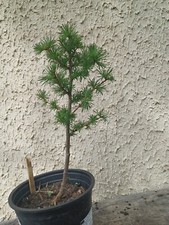 pre bonsai d'occasion pre bonsai d'occasion Blagnac