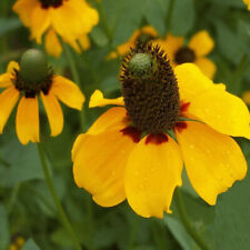 Clasping coneflower seeds for sale  Tarpon Springs