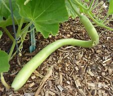 Zucca cucuzzi caravazzi usato  Spedire a Italy