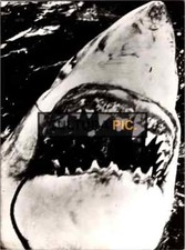 Photography killer shark d'occasion  Marseille I