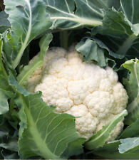 200 cauliflower seeds for sale  El Monte