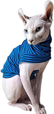 Sphynx maglietta per usato  Roma