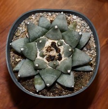 Ariocarpus retusus retusus for sale  Benson