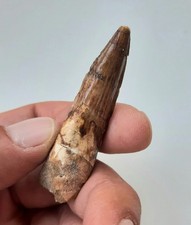 dente tigre usato dente tigre usato Minerbio
