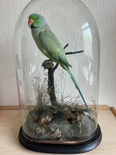 Victorian taxidermy ring for sale  STOCKPORT