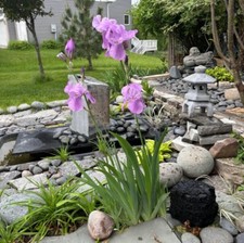 Light purple tall for sale  Minneapolis