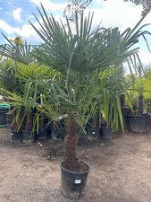 Xxl palme trachycarpus gebraucht kaufen  Miltenberg