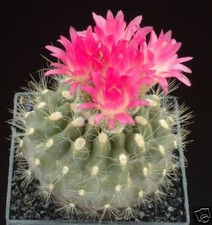 Neoporteria cephalophora semi usato  Italia