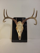 Whitetail 8pt deer for sale  Harrisburg