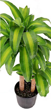 Fresh cutting dracaena for sale  Palm Beach Gardens