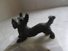skye terrier for sale skye terrier for sale DAVENTRY