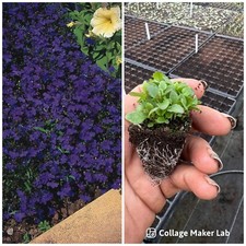 Lobelia large plug for sale  WOODBRIDGE
