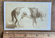 Rare cdv taxidermy for sale  Fisherville