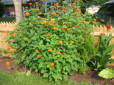 101 mexican sunflower for sale  Wichita