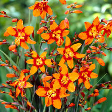 Crocosmia emily mckenzie for sale  MELTON MOWBRAY