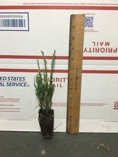 Juniper skyrocket live for sale  Jacksonville Beach