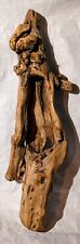 Drift wood succulent for sale  Baker City