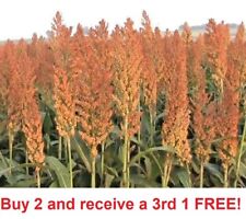 800 1000 sorghum for sale  Linwood