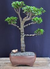 Bonsai tree baby for sale  Patchogue