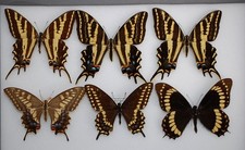 South american papilios for sale  PERSHORE