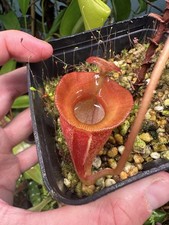 Nepenthes jacquelineae selecte for sale  DOLLAR