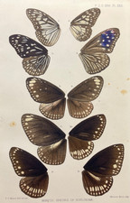 Butterfly wings print for sale  Sturgis