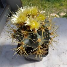 Ferocactus glauscecens cactus d'occasion  Mèze