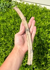 Tylosaurus Mosasaur Rib Fossil ENORME 11,4” Ozan Fm ossos de dinossauro do Cretáceo comprar usado  Enviando para Brazil