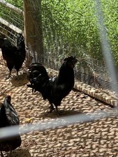 Ayam cemani chickens. for sale  Lilburn
