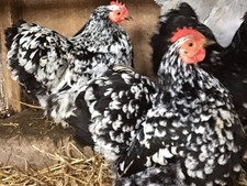 Black mottled pekin for sale  PLYMOUTH
