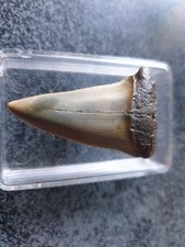 Shark tooth carcharodon d'occasion  Valence