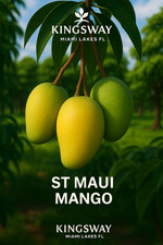 Quantidade 5 ST MAUI Mango Scion Cortes Bud Madeira Para Enxertia Envolto em Fita Amigo comprar usado  Enviando para Brazil