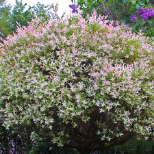 Salix hakuro nishiki for sale  UK