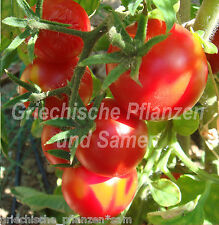 Pomodoro alaska tollerante usato  Spedire a Italy