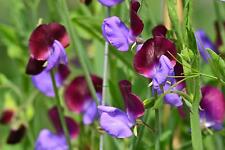 Sweet pea grandiflora for sale  SALISBURY