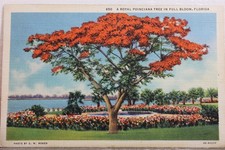 Florida royal poinciana for sale  Wilmington