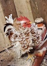 Frizzle serama hatching for sale  Rocky Mount